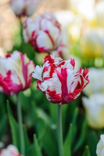 Best tulips to plant: 24 from Belcombe Court