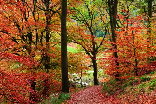 Wet June could spell an impressive year for autumn colour, say experts