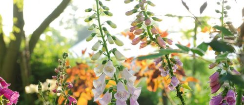 The best plants for a cottage garden