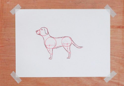 How to draw a dog step by step