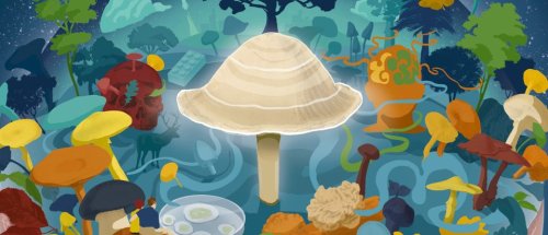 Fungi: Absolutely everything you need to know about these surprising lifeforms