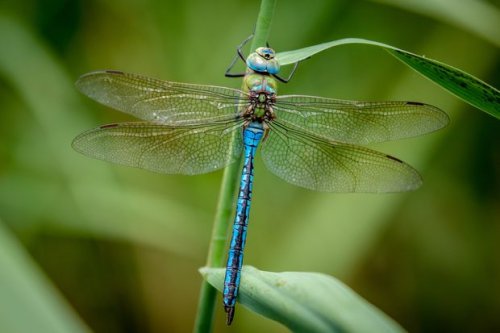 British dragonfly and damselfly guide: how to identify common species and where to see them