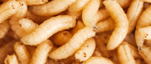 Maggots and kelp must be on the menu to curb global malnutrition