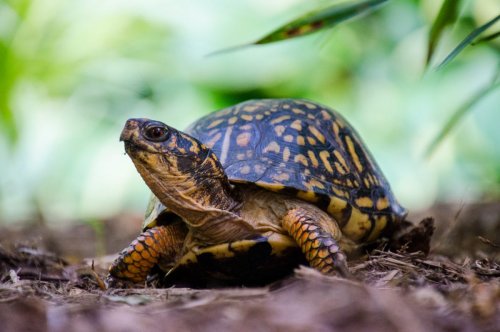 Turtles have figured out how to essentially stop ageing – why can't we?