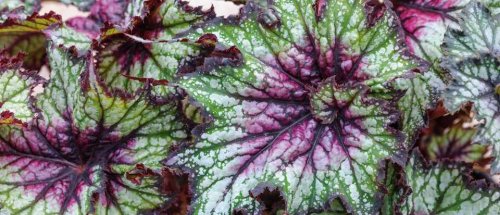 Begonias: how to care for, plant and the best garden begonias