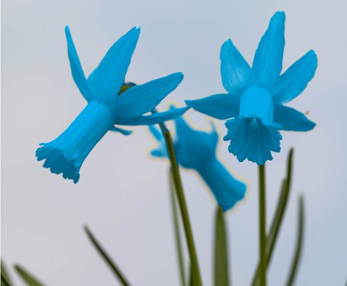World's first blue daffodil finally flowers