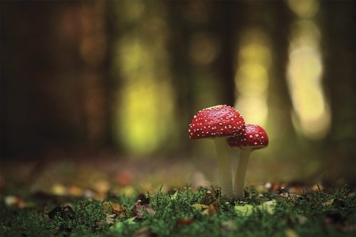 Mushroom magic: 5 ways fungus-based technology will change the world