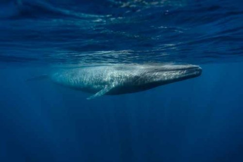 Scientists discover blue whale song is Beethoven’s Ninth