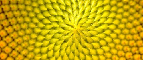 What is the Fibonacci sequence?