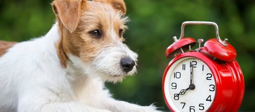 Do animals perceive time differently to us?