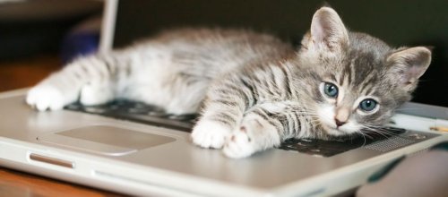 352 - Why cats love sitting on laptops _medium