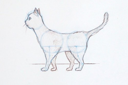 How to draw a cat: easy step-by-step guide