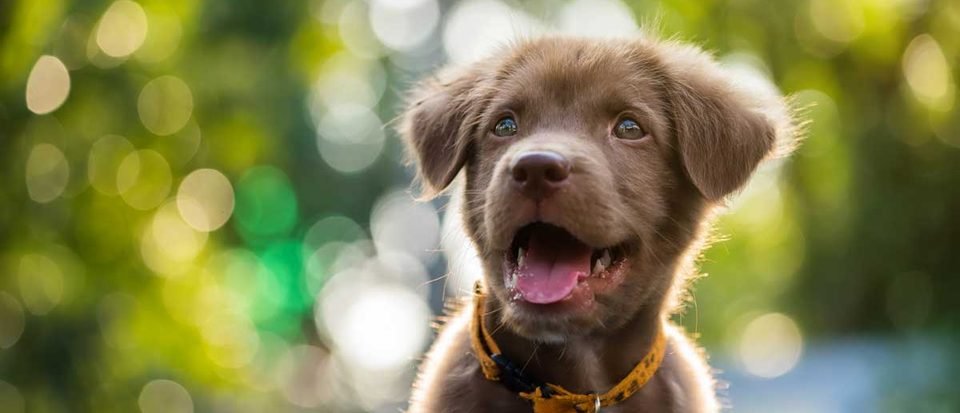 Why your brain thinks this puppy is undoubtedly cuter than a baby
