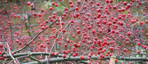 Winter plants cover image
