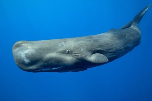 Sperm whale guide: where they live, what they eat and why they are called sperm whales