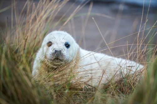 Britain's best seal watching spots and how to avoid disturbing the colony