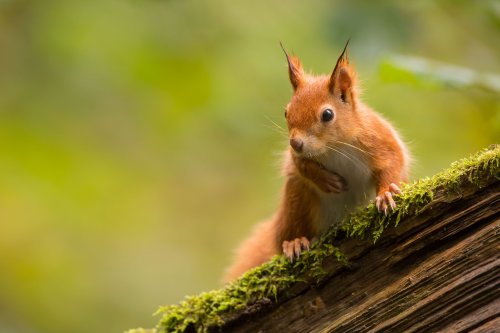 Red squirrel guide: facts, how to identify and where to see in Britain