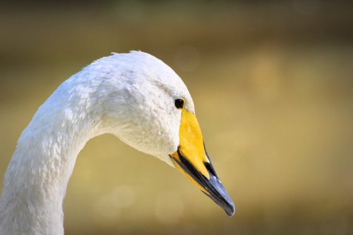 Guide to Britain's swans: species identification, folklore and where to see them