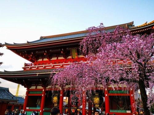 Hanami - Zur Kirschblüte nach Japan - Immer auf Reisen