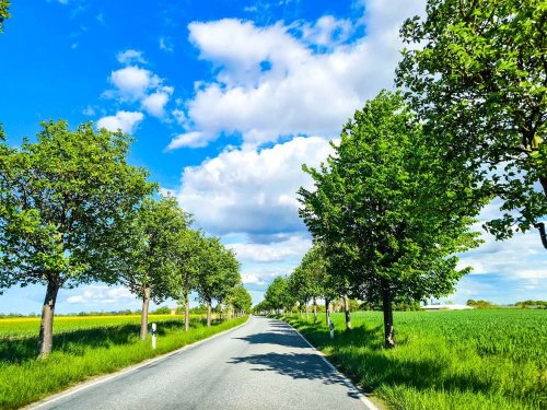 Die Deutsche Alleenstraße - Perfekt für einen Roadtrip