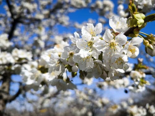 Der Dettinger Kirschenweg - Ein Blütentraum im Frühling