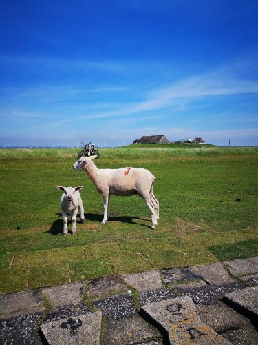 Hamburger Hallig - eine kleine Rundwanderung - Immer auf Reisen