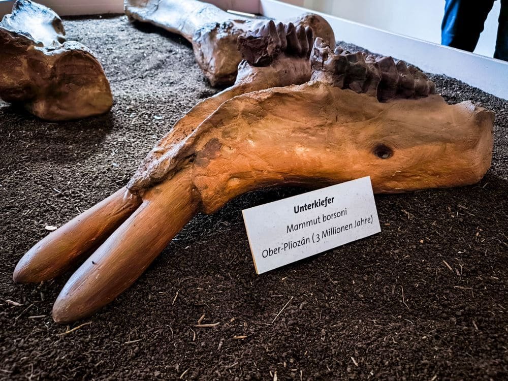 Dorfmuseum Kaltensundheim - oder wie das Mastodon in die Rhön kam