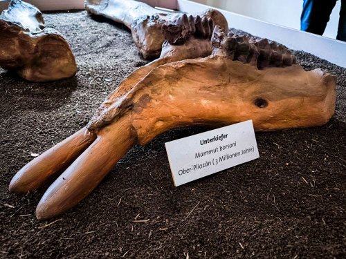 Dorfmuseum Kaltensundheim - oder wie das Mastodon in die Rhön kam