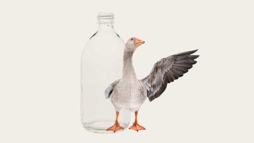 Want to Be More Focused, Productive, and Successful? First, Get the Goose Out of the Bottle