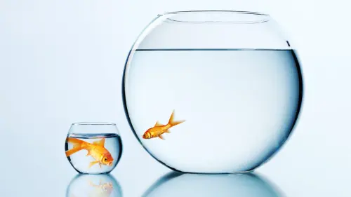 40 Years Ago, a Legendary Psychologist Described the Fish Pond Effect. It’s Still the Secret to Remarkable Success