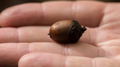 A Man Found an Acorn on a Shopping Mall Floor. His Reaction Offers an Important Lesson for Leaders