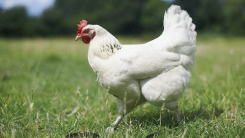 The Key to Strong Social Media? Hire a Chicken