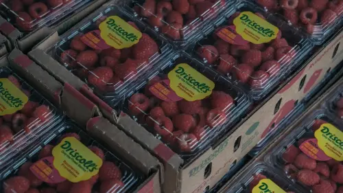 Driscoll’s Strawberries Contaminated With ‘Forever Chemicals,’ Lawsuit Claims