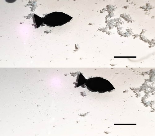 Light-activated fish robot swims around picking up microplastics