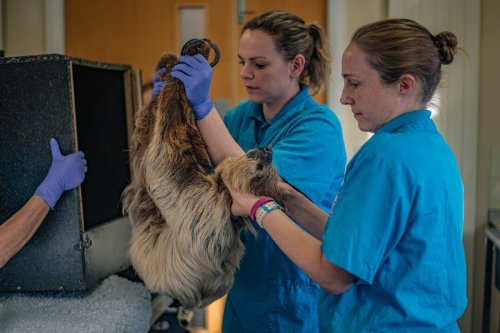 Rico the sloth receives pioneering surgery to cure his toothache