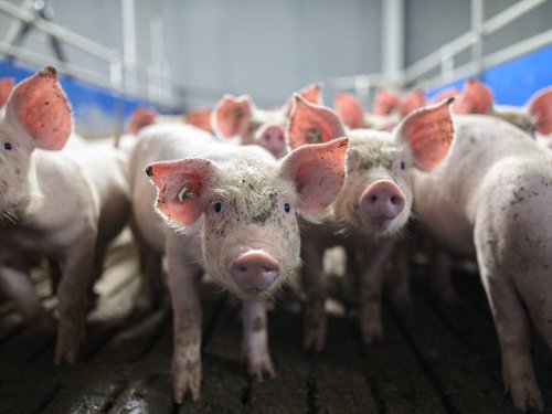 Meat-eating creates risk of new pandemic that ‘would make Covid look like a dress rehearsal’