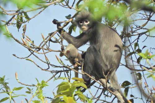 New species of critically endangered monkey with spectacle-like eye patches discovered