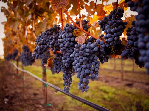 Everything you need to know about Cabernet Sauvignon