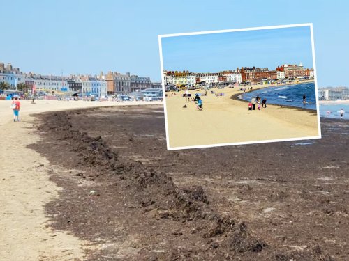 ‘Smelly rotting wall of seaweed’ putting tourists off famous English beach
