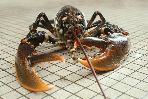 Ministers to ban boiling lobsters alive