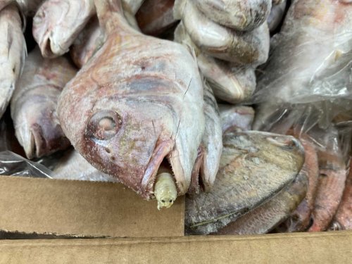 Tongue-eating parasites discovered in container of fish imported to UK