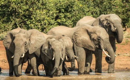 Zimbabwe threatens to pull out of CITES ahead of upcoming Elephant Summit