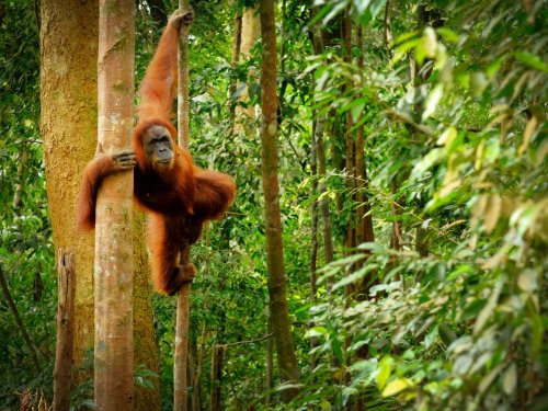 Everyday shopping from brands like Heinz and Yakult helps destroy rainforests, report says