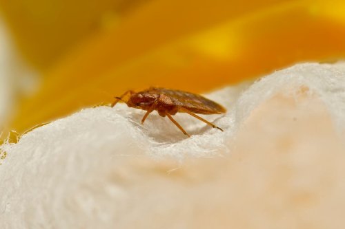 How to get rid of bed bugs? The signs and symptoms as infestation could make its way from Paris to London