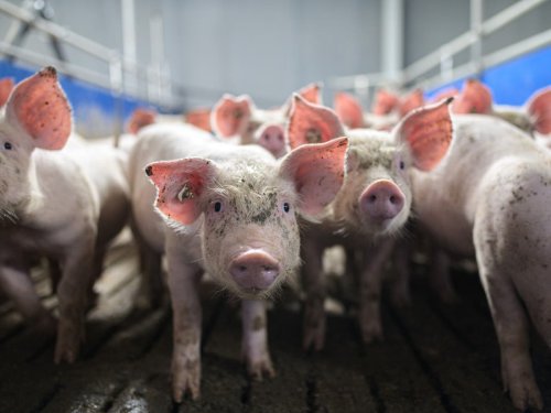 Meat-eating creates risk of future pandemic that ‘would make Covid seem a dress rehearsal’, scientists warn