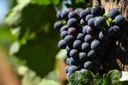 Eating grapes can ward off dementia and extend your life by five years, study finds