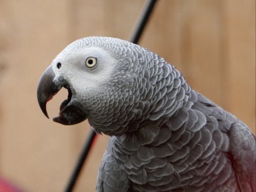 Parrots removed from wildlife park after swearing at visitors
