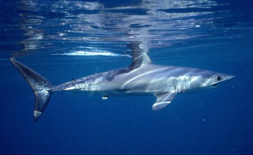 Shark and ray populations nearing ‘point of no return’ after 70% drop