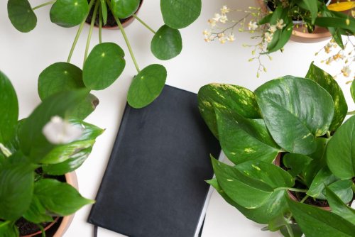 Returning to the office? These are the houseplants to take along