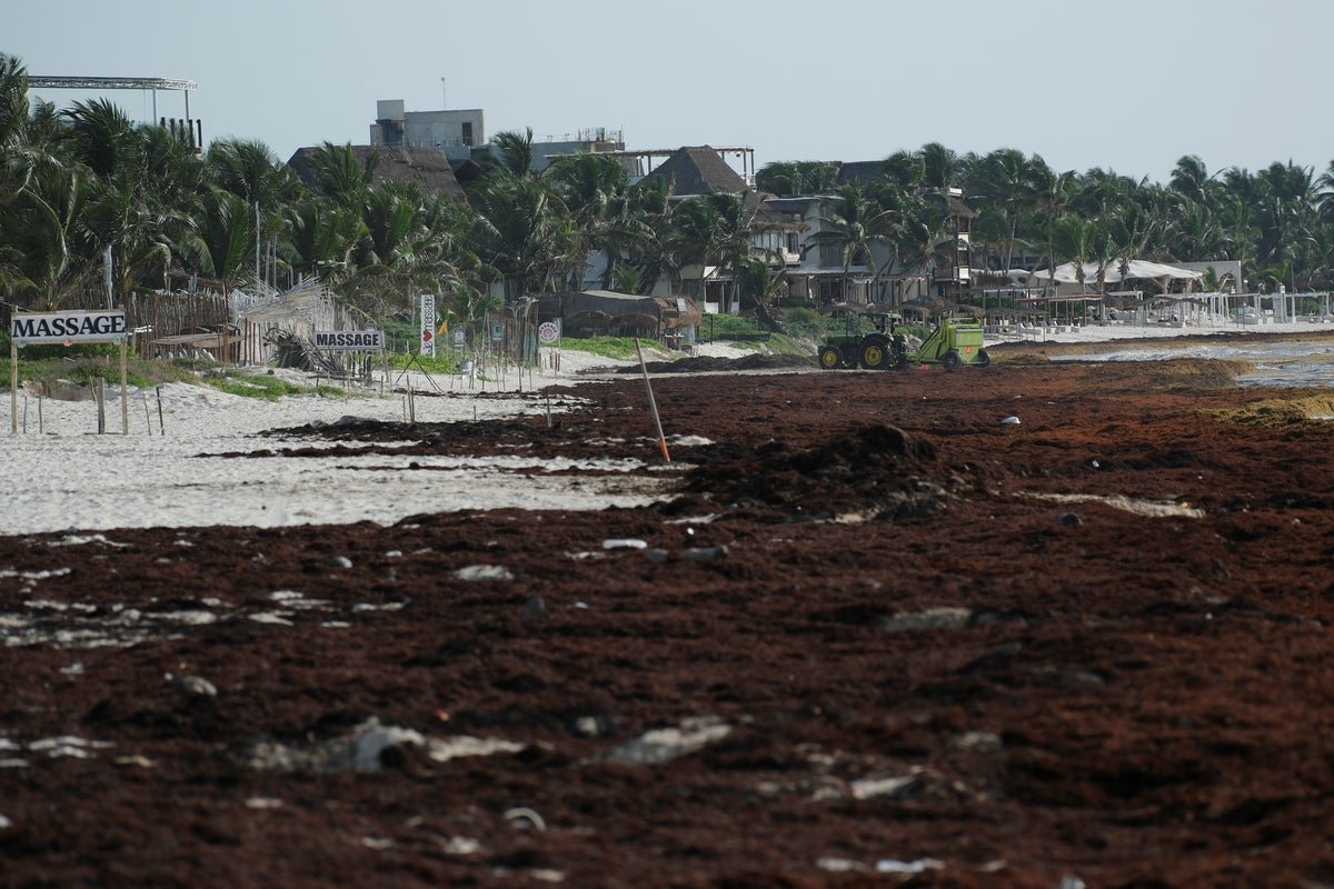 Sargassum seaweed has become a self‑sustaining disaster plaguing beaches - forcing scientists to explore unique solution